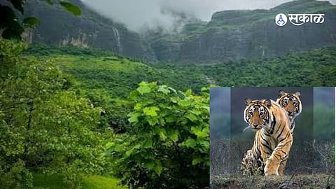 Maharashtra Wildlife Nashik Forest Belt Can Support Future Tiger Habitat Experts Demand Silent Corridor
