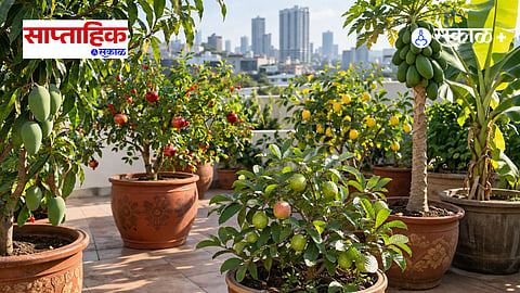 Terrace Fruit Gardening