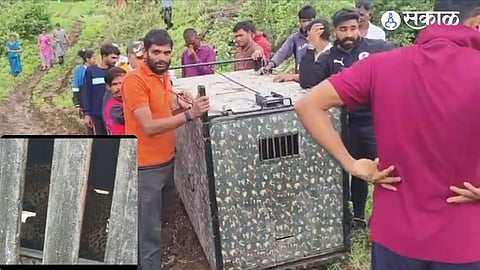 ambegaon ghodegaon female leopard captured inamvasti kalewadi manikdoh
