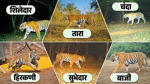 Sahyadri Tiger Reserve tiger conservation project