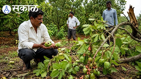 Konkan cashew farmers government compensation