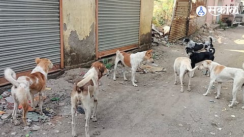 Stray dogs roam the streets in Pachod, raising safety concerns among residents.
