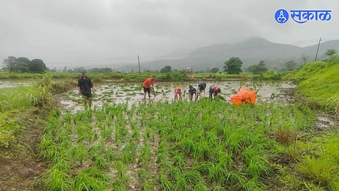Mulshi Rice Plantation