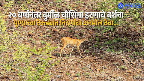 Pune News Rare Four Horned Antelope Found in Pune Hills After 20 Years Amid Growing Urbanization Concerns