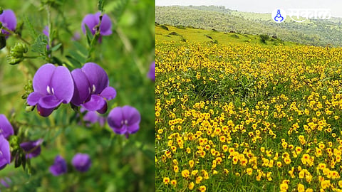 The Sahyadri hill ranges have come alive with colourful monsoon wildflowers, while experts warn that unregulated tourism is threatening their fragile ecosystem.