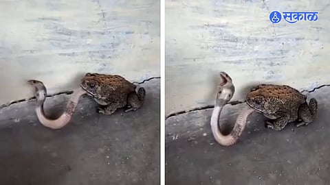 Viral snake video Maharashtra