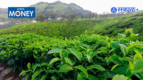 From IT Jobs to Medicinal Grass Farming