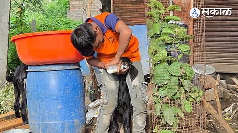Unknown thieves stole seven goats from a welding workshop in Thergaon, Paithan taluka, after breaking the lock late at night. Two young kids were left behind, creating an emotional scene as the owner's child fed them milk from a bottle. Police have launched an investigation.