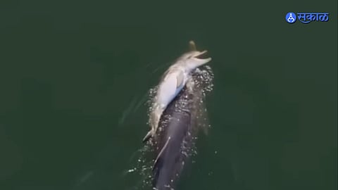 Dolphin Mother Viral Video
