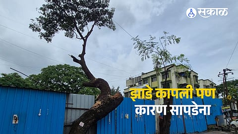 Questions are being raised after large-scale pruning of trees on Pune's Satara Road, with the civic administration yet to clarify whether permission was granted.