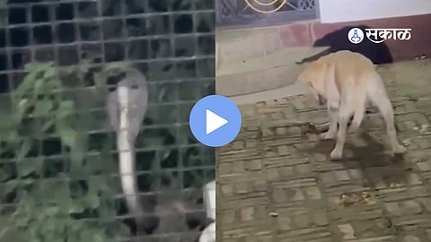 Video : निष्ठा असावी तर अशी! मालकाचा जीव वाचवण्यासाठी कुत्र्याने शेवटच्या श्वासापर्यंत कोब्राशी दिली झुंज; व्हिडिओ पाहून नेटकरीही हळहळले