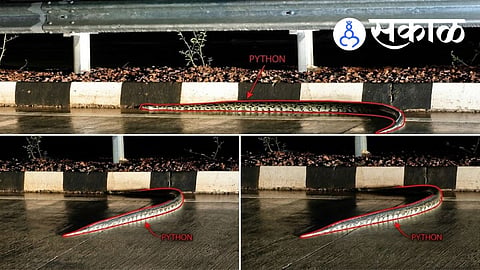 Ratnagiri seven foot python crossing road