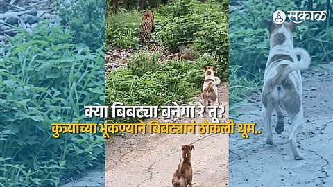 Sangamner Leopard Scared by Barking Dogs Hides in Sugarcane Field Forest Team Sets Up Traps