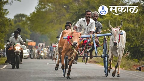 bullock race permission from district collector Belagavi