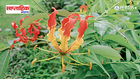 Darwin Climbing Plants