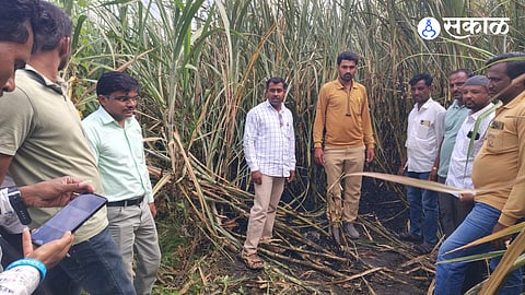 A short circuit in an MSEDCL transformer sparked a massive fire in Vihamandava, destroying 12 acres of ready-to-harvest sugarcane belonging to three farmers and causing an estimated loss of ₹25 lakh.