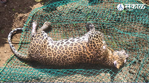 Leopard Dead Body Found