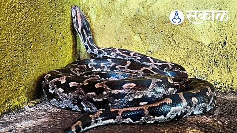 python rescue in Gaganbawada Kolhapur