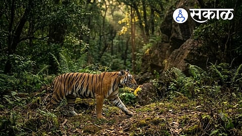 Hirakani tigress latest update