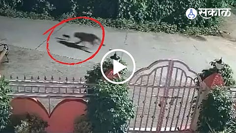 Leopard Saves Dog Palghar Case