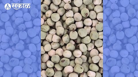 Infested Peas Found in School Midday Meals