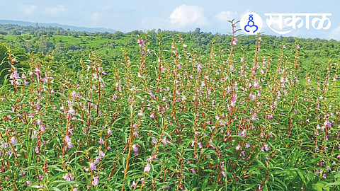 terda flower blooming season Maharashtra