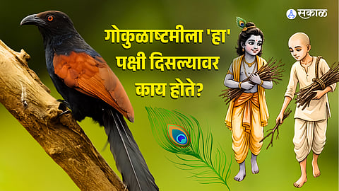 Janmashtami 2026 bhardwaj bird sighting significance