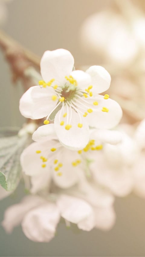 FLOWER REPRODUCTION EXPLAINED