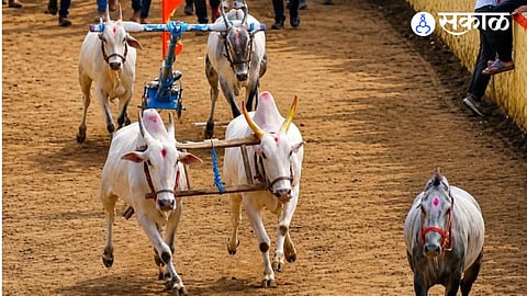 Bullock Cart Race