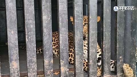 Thoraat Wasti Leopard Panic Ends As One And A Half Year Old Female Leopard Is Caught In Forest Department Cage At Dawn