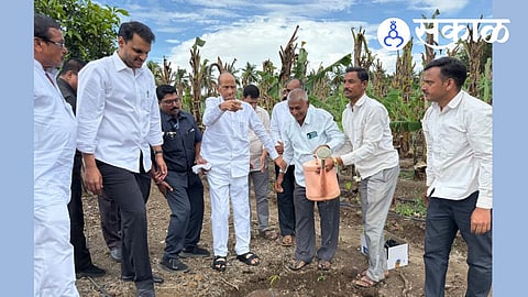 Dattatray Ghadge innovative mango farming