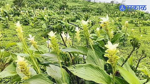 Rayreshwar Plateau Wildflowers Bloom In Full Glory As Nature Lovers Flock To Witness The Scenic Beauty Near Pune