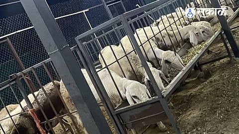 Leopard attack kills four sheep, injures 23 in Shirur.