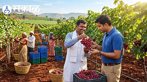 Ara grapes variety Maharashtra farmers