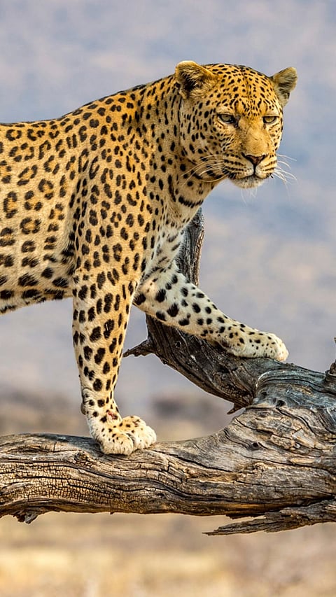 leopard