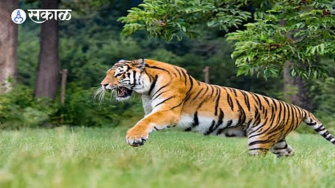 Tigress Captured