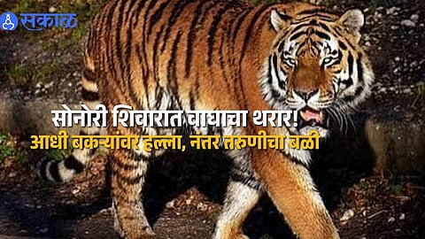 Tiger Attack in Sonori Chandur Bazar Kills 22 Year Old Woman as Forest Department Faces Anger From Local Villagers