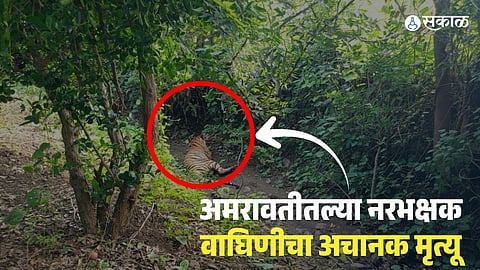 Amravati Man-Eating Tigress Dies After Tranquilization