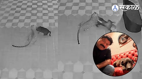 Leopard Attack On Rocky Dog