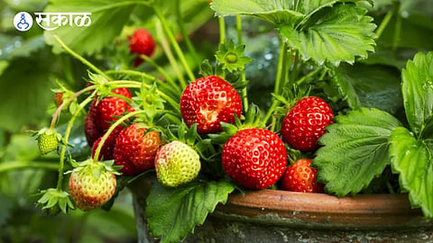 Strawberry Cultivation