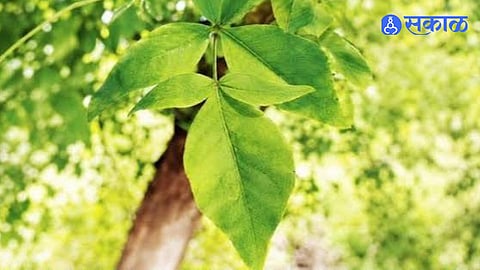 Kandhar Forest Guard Research Gives Nanded Seven Leaf Bilva Tree International Recognition on the Global Botanical Map