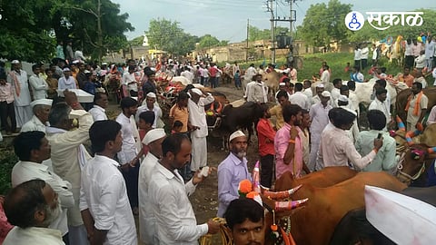 Thergaon Bail Pola Celebration