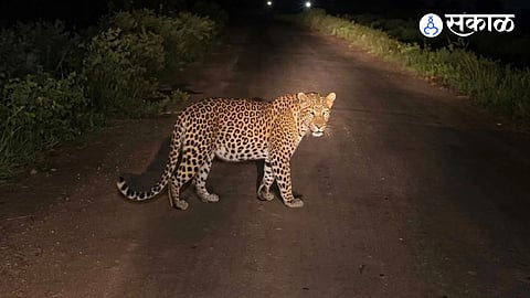 Leopard