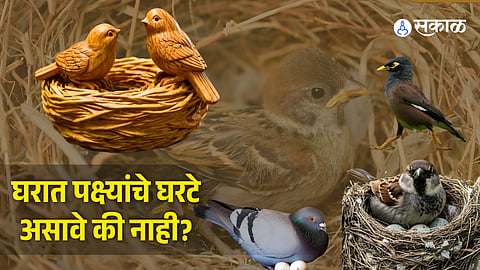 Bird Nest at Home Vastu Guidelines and Rules Explained