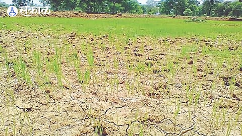 45 Day Dry Spell Devastates Crops in Western Vidarbha
