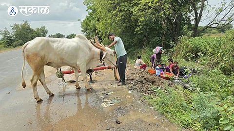 Drought Dims Pola Festival Celebrations as Farmers Struggle