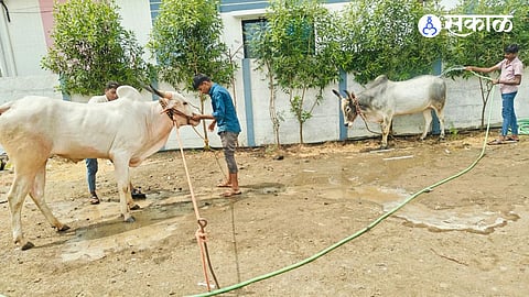Rain Break Disrupts Pola Festival Bulls Groomed With Borewell Water