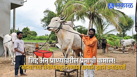 Success Story: जिद्द अन् प्राण्यांवरील प्रेमाची कमाल! टेम्पो चालवला, खिलार वळू जपला; ‘सोन्या’ने बदलले गणपत खपालेंचे नशीब, आज झाले करोडपती