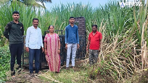 Ambegaon Leopard Attack Farmer Escapes Safely After Leopard Jumps From Sugarcane Field Forest Department Installs Cage