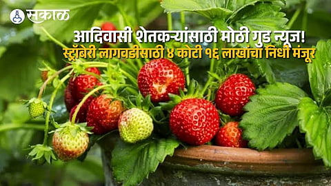 Tribal Farmers Get 4 Crore Fund for Strawberry Cultivation